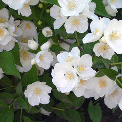 ����  ������ ������� (��������) ��� ����, ������ �� 510 ���