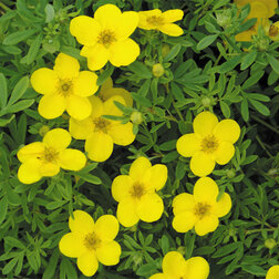 ����  �������� ������������� ��������, ������ �� 425 ���