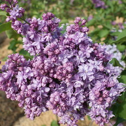 ����  ������ ������������ ������� ������, ������ �� 595 ���