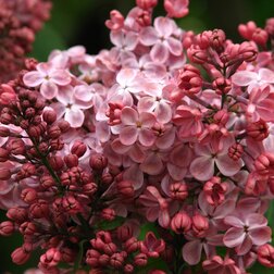 ����  ������ ������������ �������, ������ �� 595 ���