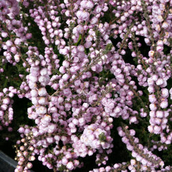 ����  ������ ������������ ���� �������, ������ �� 799 ���