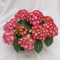 ����  ��������� �������������� ������� �����, ������ �� 612 ���