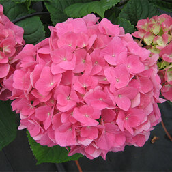 ����  ��������� �������������� (������), ������ �� 612 ���