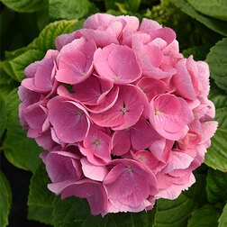 ����  ��������� �������������� �����������, ������ �� 612 ���