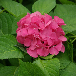 ����  ��������� �������������� �������, ������ �� 994 ���