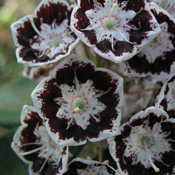 ����  ������� ������������� ���� �����, ������ �� 850 ���