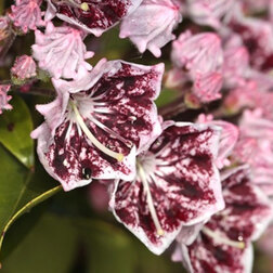 ����  ������� ������������� ����� ������, ������ �� 850 ���