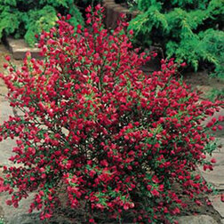 ����  �������� ������ ������ ����, ������ �� 510 ���