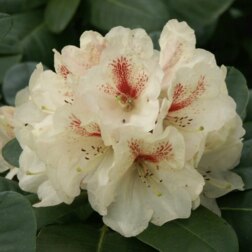 ����  ����������� ��������� ���������, ������ �� 918 ���