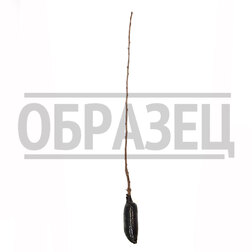 ����  ����� ����� (���), ������ �� 519 ���