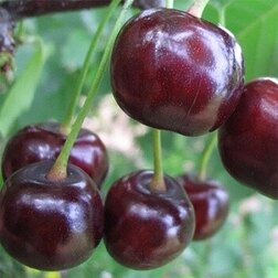 ����  ����� ����� (���), ������ �� 519 ���