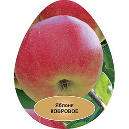 ����  ������ ���������� ��������, ������ �� 509 ���