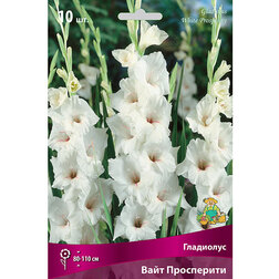 ����  ��������� ���� ����������, ������ �� 382 ���