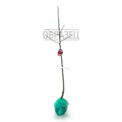 ����  ������ ��������� (������ 54-118 ��������������) (� �����), ������ �� 648 ���