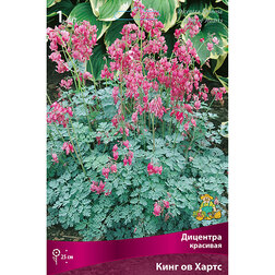 ����  �������� �������� ���� �� �����, ������ �� 552 ���