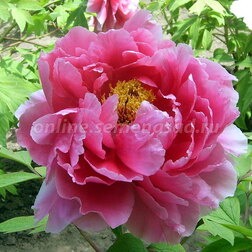 ����  ���� ����������� ������� �������, ������ �� 731 ���