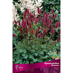 ����  ����������� �������, ������ �� 535 ���