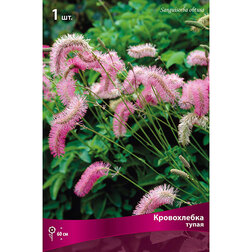 ����  ����������� �����, ������ �� 433 ���