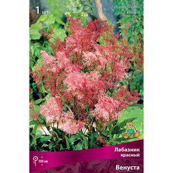 ����  �������� ������� �������, ������ �� 382 ���