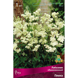 ����  �������� ������������ �����, ������ �� 438 ���