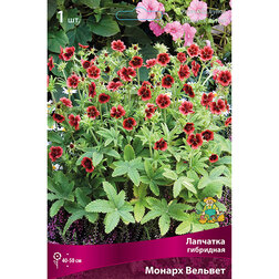 ����  �������� ��������� ������ �������, ������ �� 336 ���