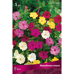 ����  ������ ���������� �����, ������ �� 433 ���