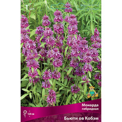 ����  ������� ��������� ����� �� �����, ������ �� 331 ���