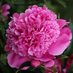 ����  ���� ����������� �������, ������ �� 629 ���