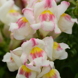 ����  ������� ��� ������� ������������ (1��-1000��) ���������������� ������, ������ �� 2080 ���