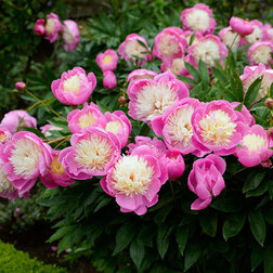 ����  ���� ����������� (���� �� �����), ������ �� 659 ���