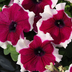 ����  ������� ����������� ����� ��� �� �������� ������ (1��-1000�����) ���������������� ������, ������ �� 3200 ���