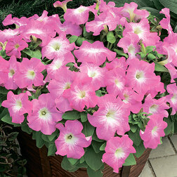 ����  ������� ����������� �������� ���� ���� (1��-1000��) ���������������� ������, ������ �� 2080 ���