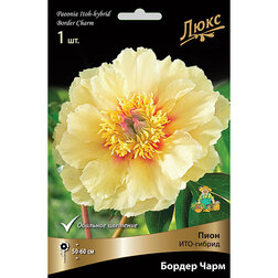 ����  ����� ���-������ ������ ����* (2-3 �����), ������ �� 2337 ���