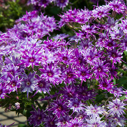 ����  ����� �������� ��� (1��-100��) ���������������� ������, ������ �� 1040 ���