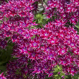 ����  ����� �������� ����� (1��-250��) ���������������� ������, ������ �� 2560 ���