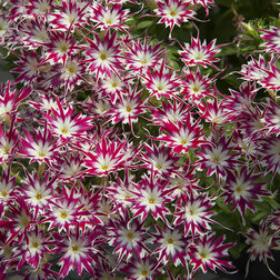 ����  ����� �������� ���� ��� �� (1��-100��) ���������������� ������, ������ �� 1040 ���