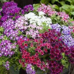 ����  ����� �������� ������� ���� (1��-100��) ���������������� ������, ������ �� 1040 ���