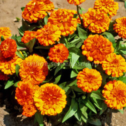 ����  ������ �������� ����� (1��-100��) ���������������� ������, ������ �� 480 ���