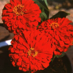 ����  ������ �������� ������� (1��-100��) ���������������� ������, ������ �� 480 ���