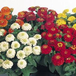 ����  ������ ������� ���� (1��-100��) ���������������� ������, ������ �� 880 ���