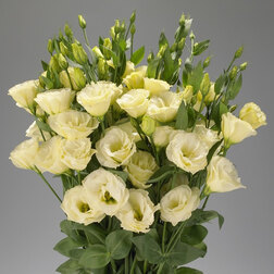 ����  ������� ����� ������ ����� (1��-100��) ���������������� ������, ������ �� 976 ���