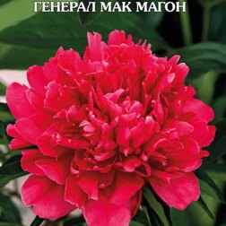 ����  ���� ����������� ������� ��� �����, ������ �� 629 ���