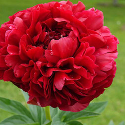 ����  ���� ����������� ����� �������, ������ �� 1334 ���