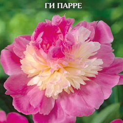 ����  ���� ����������� �� �����, ������ �� 1079 ���