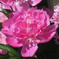 ����  ���� ����������� ������� ��������, ������ �� 629 ���