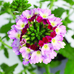 ����  ������� ��������� ������ ������ ������ ������� (1��-100��) ���������������� ������, ������ �� 3168 ���