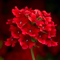 ����  ������� ��������� ������ ������ ������� (1��-100��) ���������������� ������, ������ �� 3168 ���