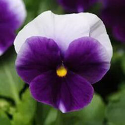 ����  ����� ��������������� ������ ���������� (1��-100��) ���������������� ������, ������ �� 848 ���