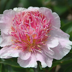 ����  ���� ����������� �� ���, ������ �� 1258 ���