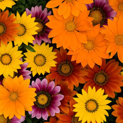 ����  ������� ��� ��� ����� ���� (1��-100��) ���������������� ������, ������ �� 800 ���